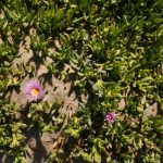 Citas en línea en Nicaragua: una guía para encontrar el amor en la era digital